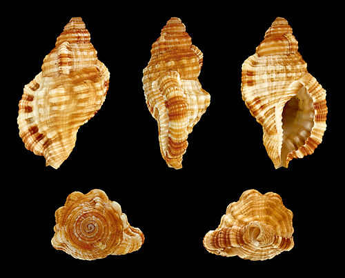 Monoplex aquatilis